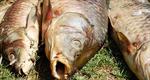D66 stelt vragen over stinkende dode vissen in Lunetten